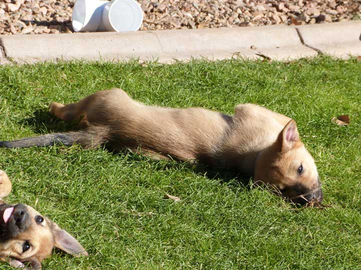 chinook dog